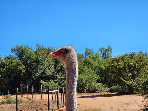 An ostrich is standing inside a fenced area, looking around its surroundings with curiosity