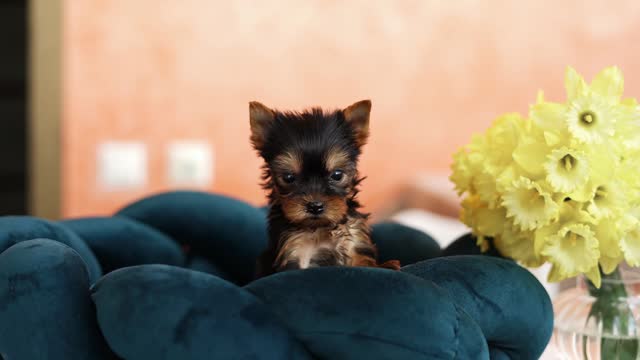 Cute playful Yorkshire terrier puppy puppy resting on a dog bed. Small adorable doggy with funny ears lying in lounger. Domestic pets