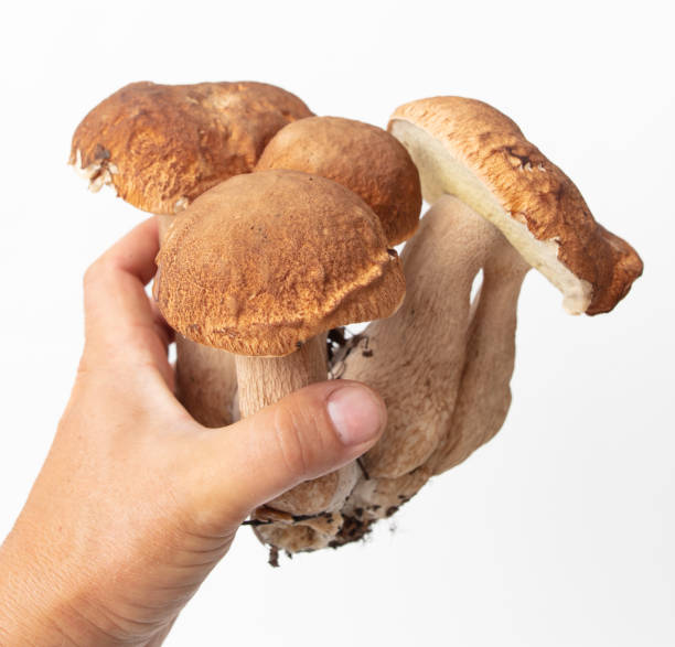 istock Boletus mushrooms in hand isolated on white background 2140884514