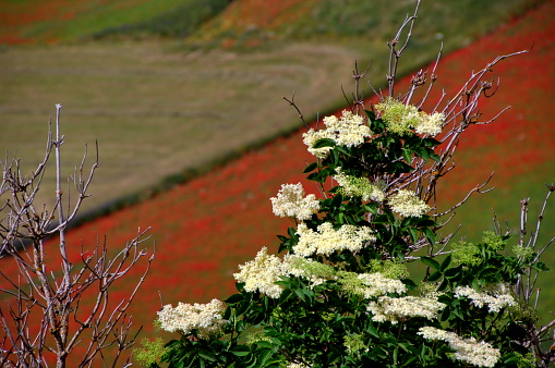 view of the flowery plain of Castelluccio