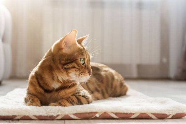 istock A Bengal cat sits on a soft fluffy rug. 2140901018