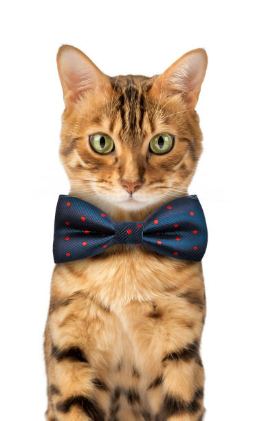 istock Cute Bengal cat wearing a blue bow tie 2140901545