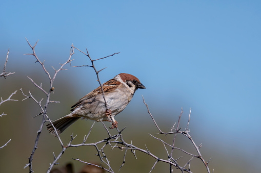 Male spanish Sparrow perched on a branch with a blue background. Spain.