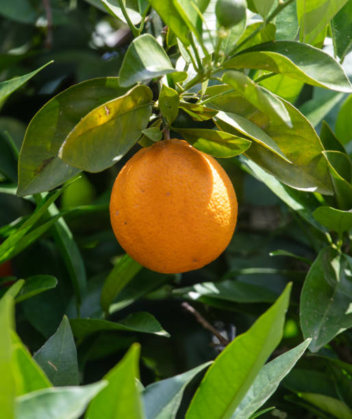 istock A ripe orange hangs on a tree branch. Nature 2140904734