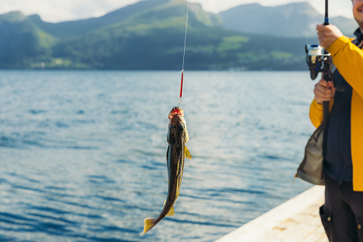 Happy male fisherman holding fish on the fishing rod catches from the scenic Norway fjord with Mountain View - focus on fish