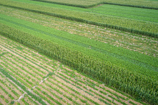 Aerial view of the vegetable field in northern china