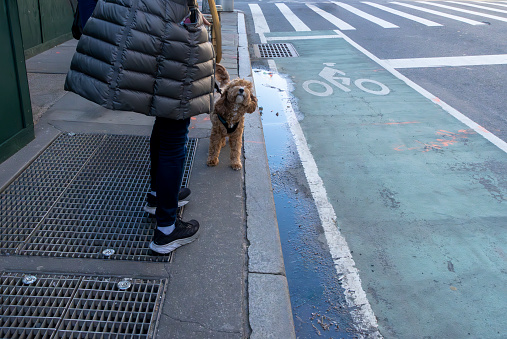 A spaniel and poodle cross being walked on the sidewalk in Manhattan.