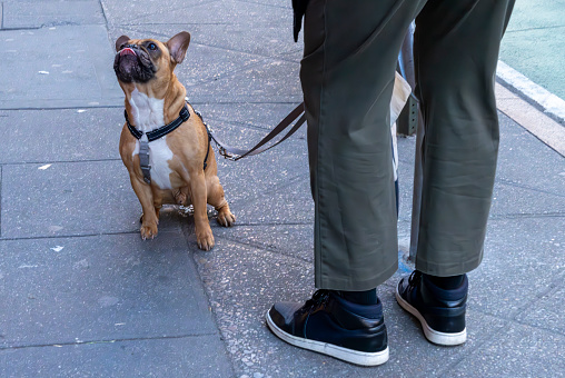 A French bulldog sitting on the sidewalk in Manhattan.