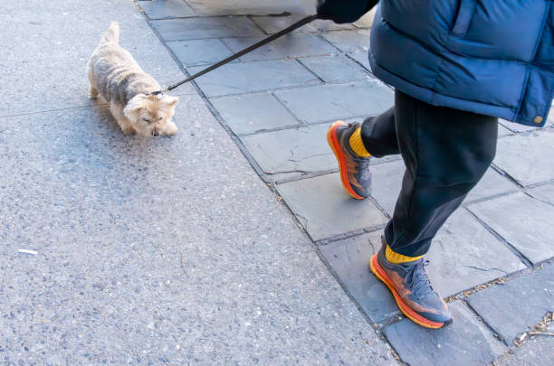 istock A terrier cross being walked on the sidewalk in Manhattan 2140931779