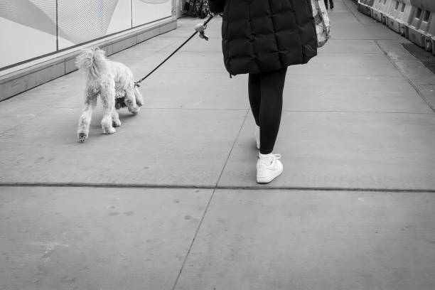dog tied to a post