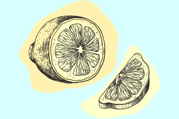 Vector illustration of Hand drawn lemon. Sketch style drawing, exotic citrus fruit, half and slice. Lime or orange, tropical sweet juicy fresh fruit, isolated decorative element, packaging decor, vector illustration