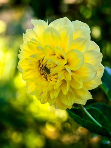 Vertical closeup photo of green leaves and vibrant yellow petals on a Dahlia plant growing in an organic garden. Soft focus background.