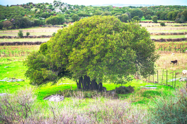 A majestic scene of a green, big tree standing tall on the land, its lush foliage creating a serene and towering presence in the natural environment.