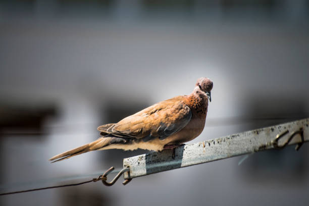 A serene moment captured in the urban landscape as a pigeon perches gracefully on a rope under the clear, sunny sky