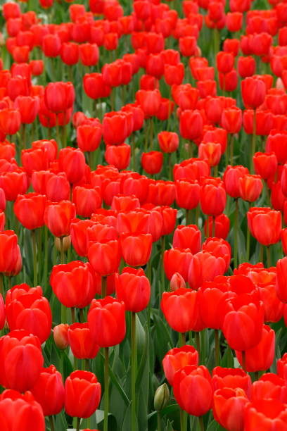 Red tulips