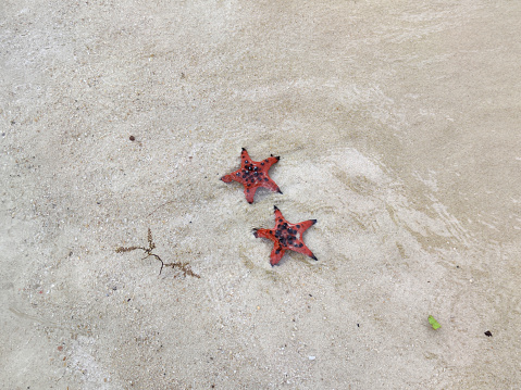 Starfishes at Starfish beach, a beautiful beach famous for the many starfishes, on the north coast of Phu Quoc island, Vietnam.