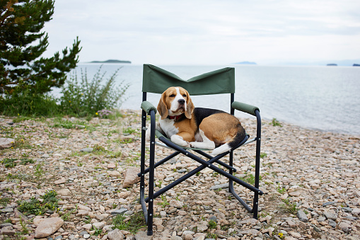 Beagle dog is resting on a camping chair on a pebble beach. The concept of relaxing and traveling with a pet.