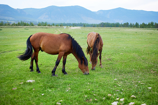 Horses graze in a meadow with a beautiful view of the mountains.