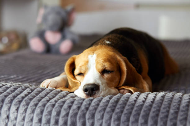 istock Cute beagle dog sleeps on a bed on a gray blanket 2140953668