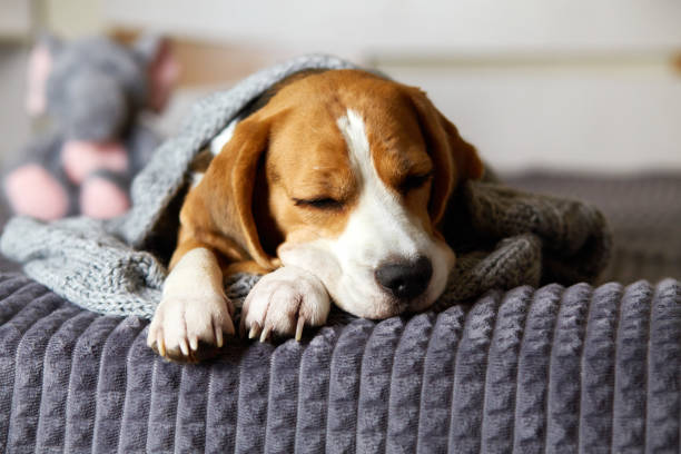 istock A beagle dog sleeps on the bed under a gray knitted blanket 2140953671