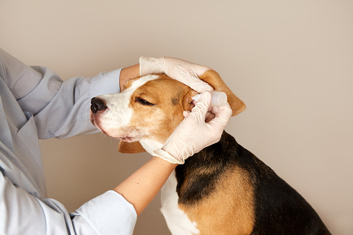 The veterinarian instills drops into the ears of the beagle dog. Pet care, examination and treatment in a veterinary clinic.