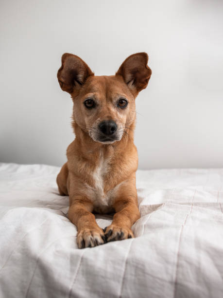 istock Dog lying in the sphinx pose on a white bed 2140955794