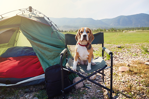 Beagle dog on a camping chair next to the tent. Traveling with a pet. Beautiful summer landscape