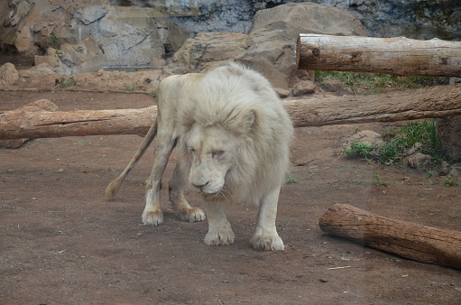 A close up image of a white male lion. The lion was photographed in the Kruger National Park in South Africa.