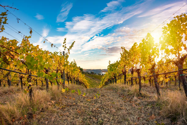 istock Sunset in countryside with vineyard in fall 2140971732