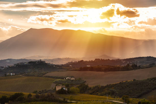 Sunset in countryside with vineyard in autumn