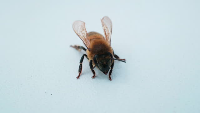 Macro bee shot, white background