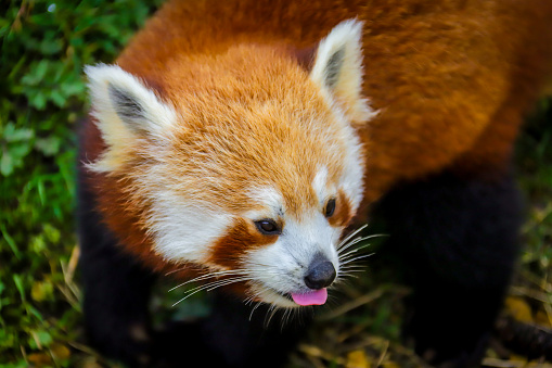 A photo of a Red Panda with its tongue out this was taken in a zoo.