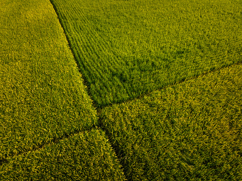 Rice grain growing in autumn field