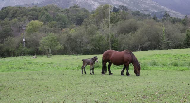 Mare horse grazing with her colt