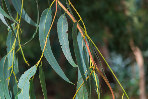 A eucalyptus branch with green leaves, the edges of which are eaten away by beetles or leaf-cutter ants. Succulent leaves of trees and bushes as food for living organisms in nature.