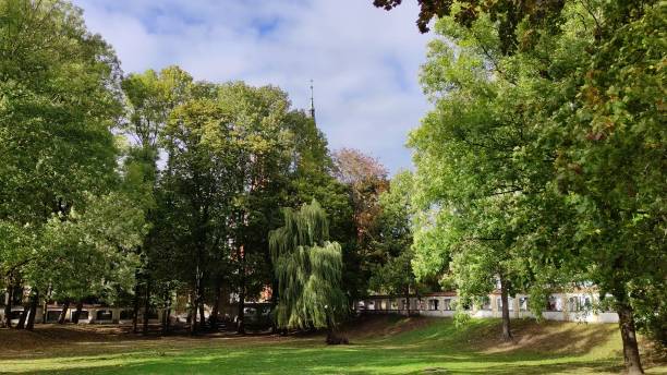 istock Summer or autumn park, the wind shakes the tree branches 2141009257