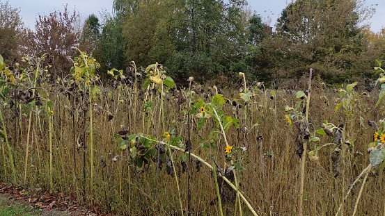 Movement along sunflower field in autumn weather