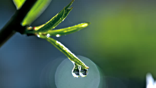 SLO MO Fresh Morning: Two Drops on a Green Leaf Merge into one and Fall Off.