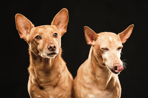 Two brown dogs hounds in a black background staring and looking off camera and one of them sticking out its tongue
