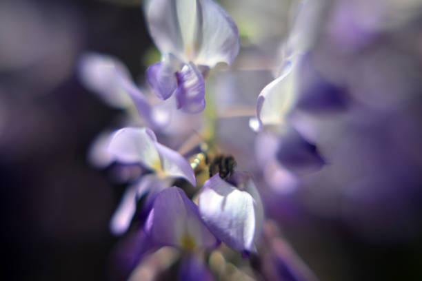 Wisteria plant