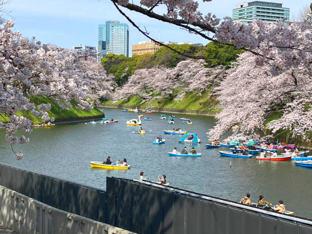 istock spring scenes of cherry blossom trees 2141038724