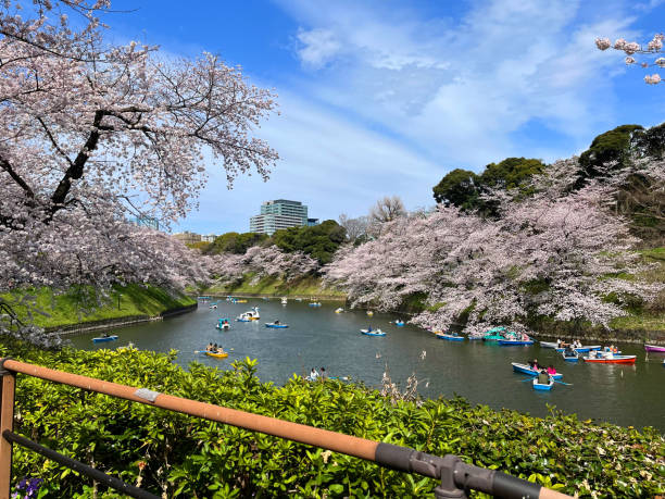 istock spring scenes of cherry blossom trees 2141038732