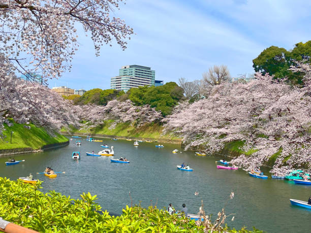 istock spring scenes of cherry blossom trees 2141038735