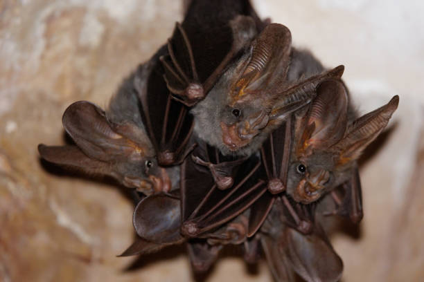 istock Group of vampire bat hanging in a cave 2141041930