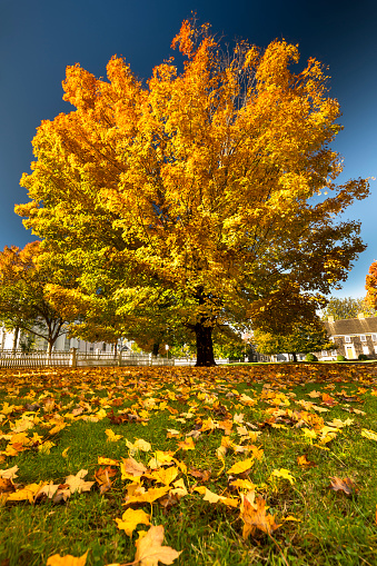Seasonal landscape, autumn scene in Greenwich park, London