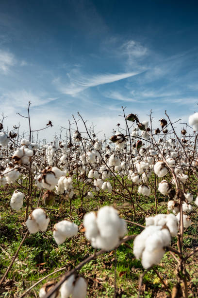 Farm field of white soft cotton crop plants ready for harvest
