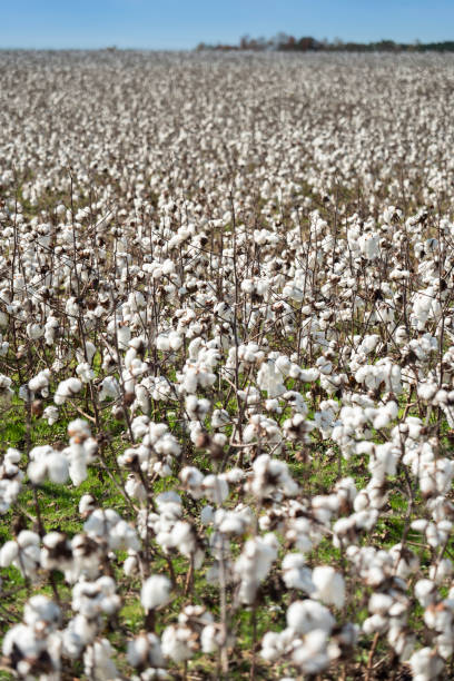 Farm field of white soft cotton crop plants ready for harvest