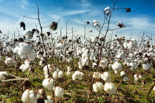 istock Cotton field crops ready to be picked for harvest 2141053474