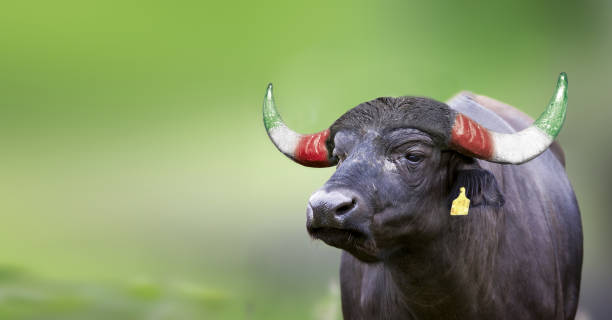istock Buffalo made in Italy 2141053479