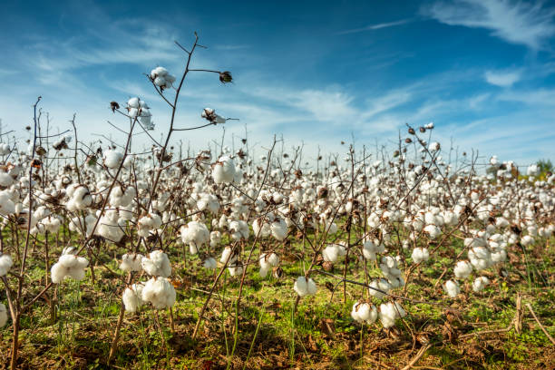 istock Cotton field crops ready to be picked for harvest 2141053480
